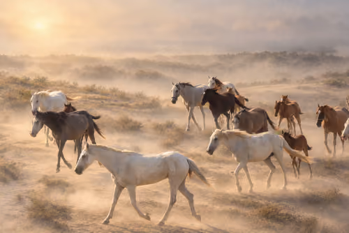Heirs of the Mist