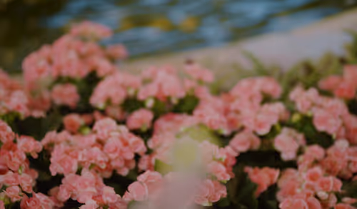 Item #43500010001 Media