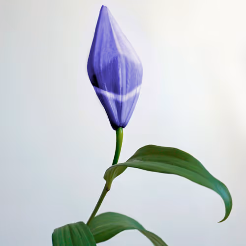 Spring 2021 #1/5