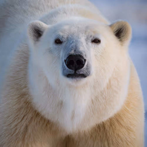 Into The Arctic