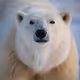 Into The Arctic