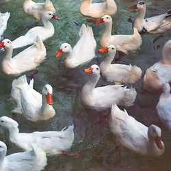 Ducks