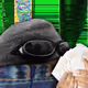 6446