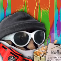 Sogette 6647