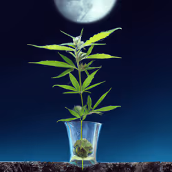 569