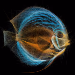 Underwater 279