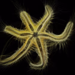 Underwater 353