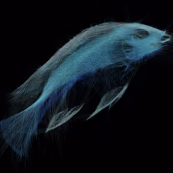 Underwater 307