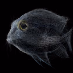 Underwater 148
