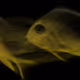 Underwater 223