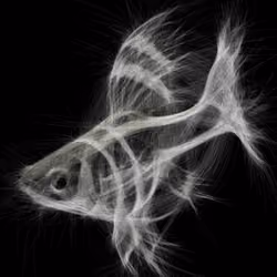 Underwater 79