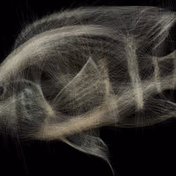 Underwater 264
