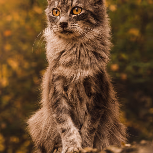 Lor Cats
