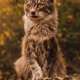 LOR CATS