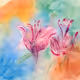 Fuschias