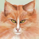 Le chat de Luc