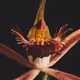 Wild Flower