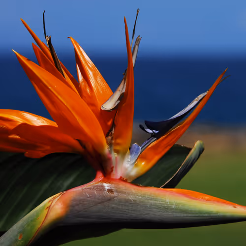 Postcards From Hawaii