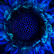 Daisies V3