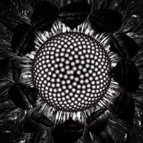 Onyx Daisy (2021)