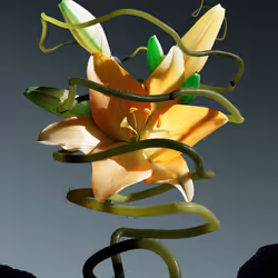 Lilium Custodia