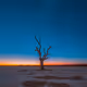 Nautical Twilight Trees V2