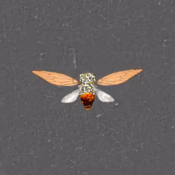 Cicadas #89