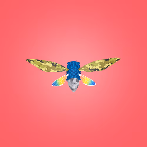 Cicadaspuzzleclub
