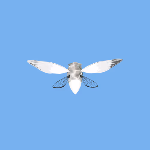 Cicadaspuzzleclub