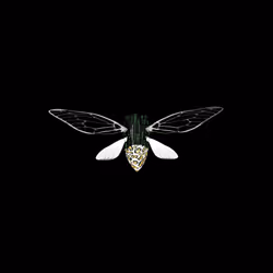 Cicadas #367