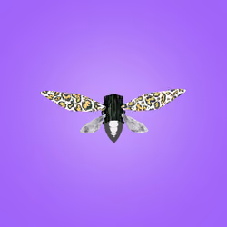 Cicadas #268
