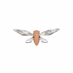 Cicadas #904