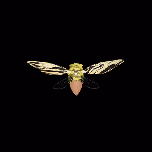 Cicadaspuzzleclub