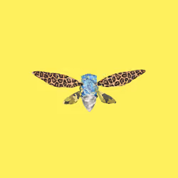 Cicadas #8611