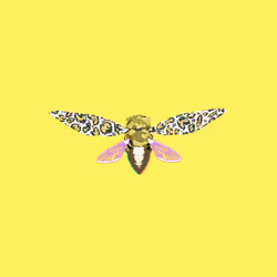 Cicadas #899