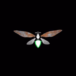 Cicadas #750