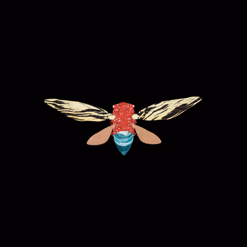 Cicadaspuzzleclub