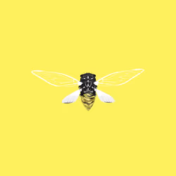 Cicadas #9141