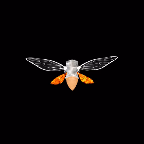 Cicadaspuzzleclub