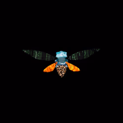 Cicadas #8628