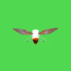 Cicadas #9218