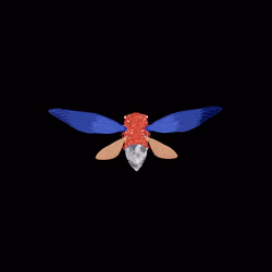 Cicadas #8630