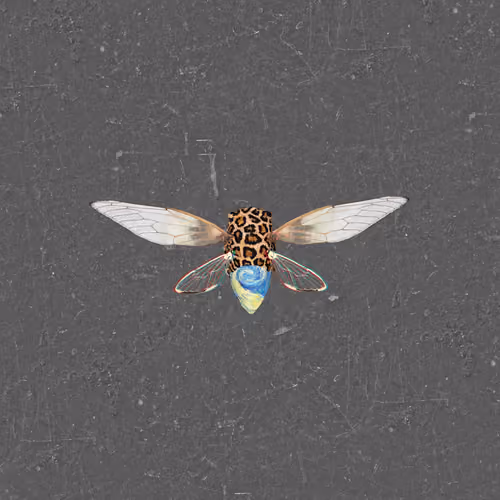 Cicadas #40