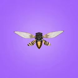 Cicadas #290