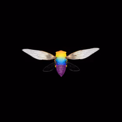 Cicadas #8647