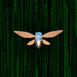 Cicadas #8854