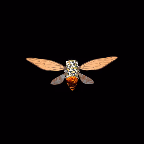 Cicadas #8637