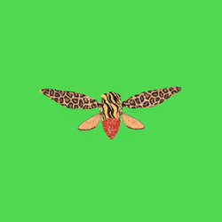 Cicadas #9054