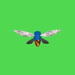 Cicadas #9262