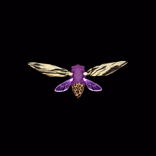 Cicadaspuzzleclub